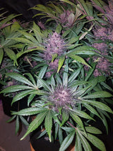 Fast Buds Blackberry Auto Fem 3St.