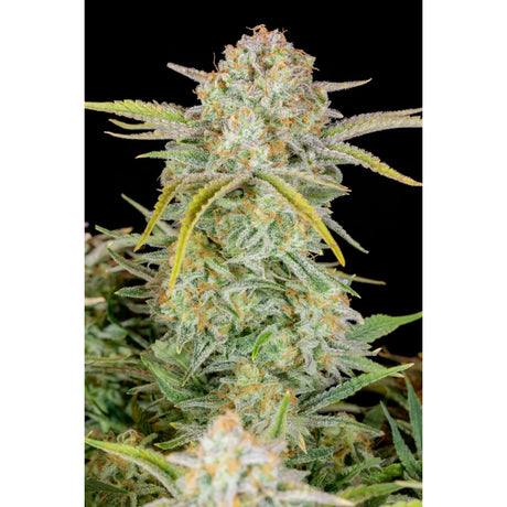 Fastbuds Bruce Banner Auto Fem. 3St.