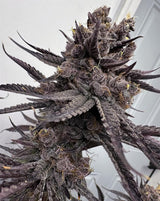 Solfire Gardens Trap God Fem 3St.