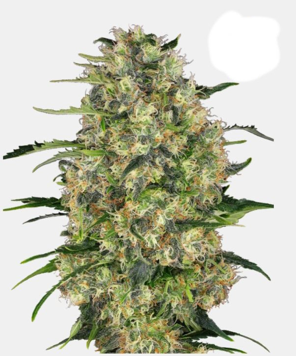 Sensi Seeds Black Domina Fem. 3St.
