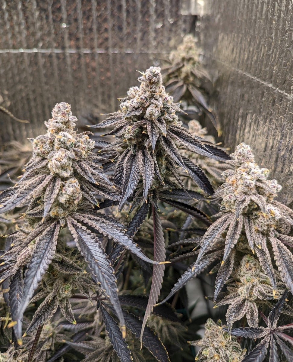 In House Genetics Sugar Cane Fem 3St.