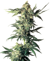 Sensi Seeds Northern Lights Reg. 10St.