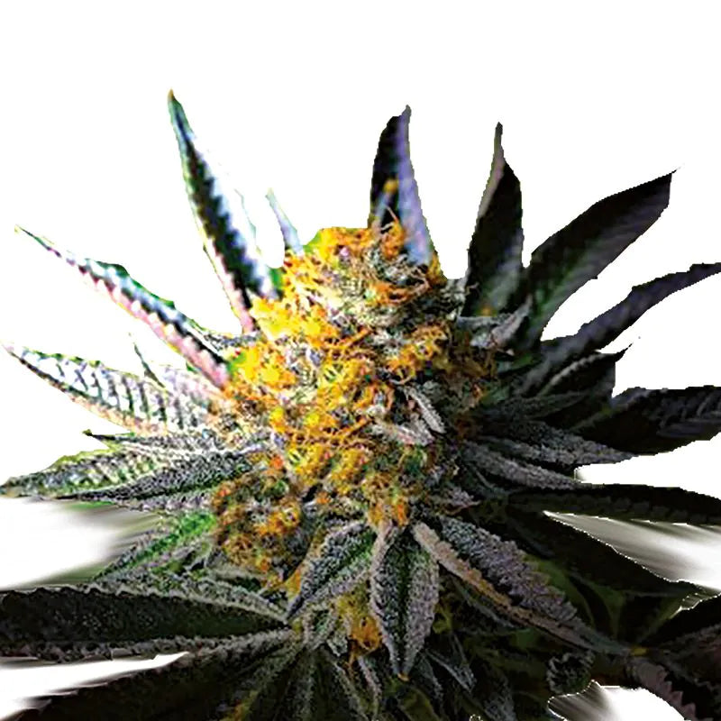 Growers Choice Frosty Gelato 3+1 Seeds Fem.