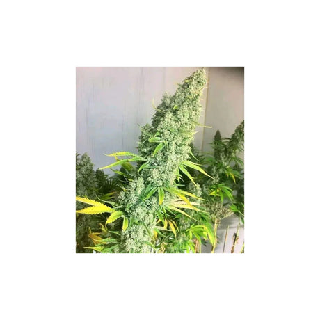 Growers Choice Original Oreoz Fem 3St.