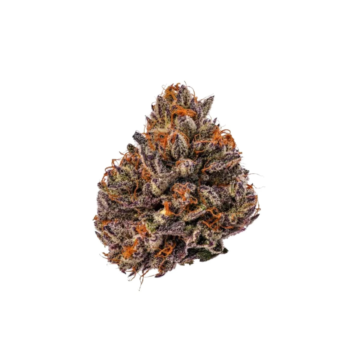 Growers Choice Triploid Tropicana Cherry Fem 3St.