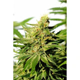 Kannabia BCN Diesel CBD Fem. 3St.