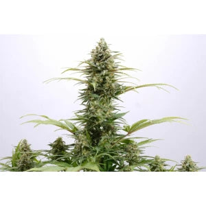 Kannabia Pure Skunk Go Fast Fem. 3St.