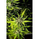 Kannabia Strawberry Haze Auto Fem. 3St.