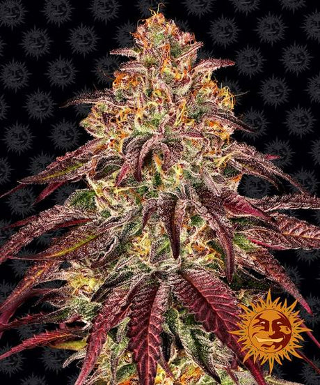 Eine Nahaufnahme einer Cannabispflanze von Barney's Farm - Mimosa x Orange Punch Automatics vor einem dunklen Hintergrund mit Sunburst-Logos. Die Pflanze weist eine dichte Ansammlung von Knospen auf, die mit grünen, roten und violetten Blättern geschmückt sind, die alle mit Trichomen bedeckt sind. Das Logo in der unteren rechten Ecke zeigt eine stilisierte Sonne mit einem Gesicht.