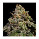 Ripper Seeds OMG Fem 3St.