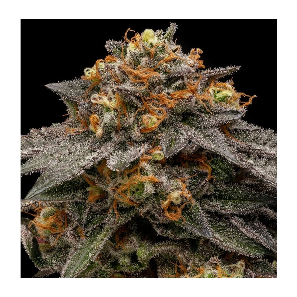 Ripper Seeds Shimo Fem 3St.