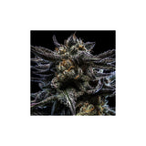 Ripper Seeds Zombie Kush Auto Fem 3St.
