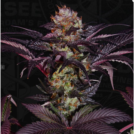 T.H. Seeds French Macaron - Gelato 33 X French Cookies Fem. 6St.