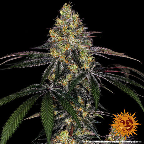 Eine Nahaufnahme einer Cannabispflanze von Barney's Farm - Mimosa x Orange Punch Automatics vor einem dunklen Hintergrund mit Sunburst-Logos. Die Pflanze weist eine dichte Ansammlung von Knospen auf, die mit grünen, roten und violetten Blättern geschmückt sind, die alle mit Trichomen bedeckt sind. Das Logo in der unteren rechten Ecke zeigt eine stilisierte Sonne mit einem Gesicht.